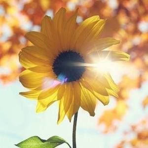 Meet your Posher, Sophia